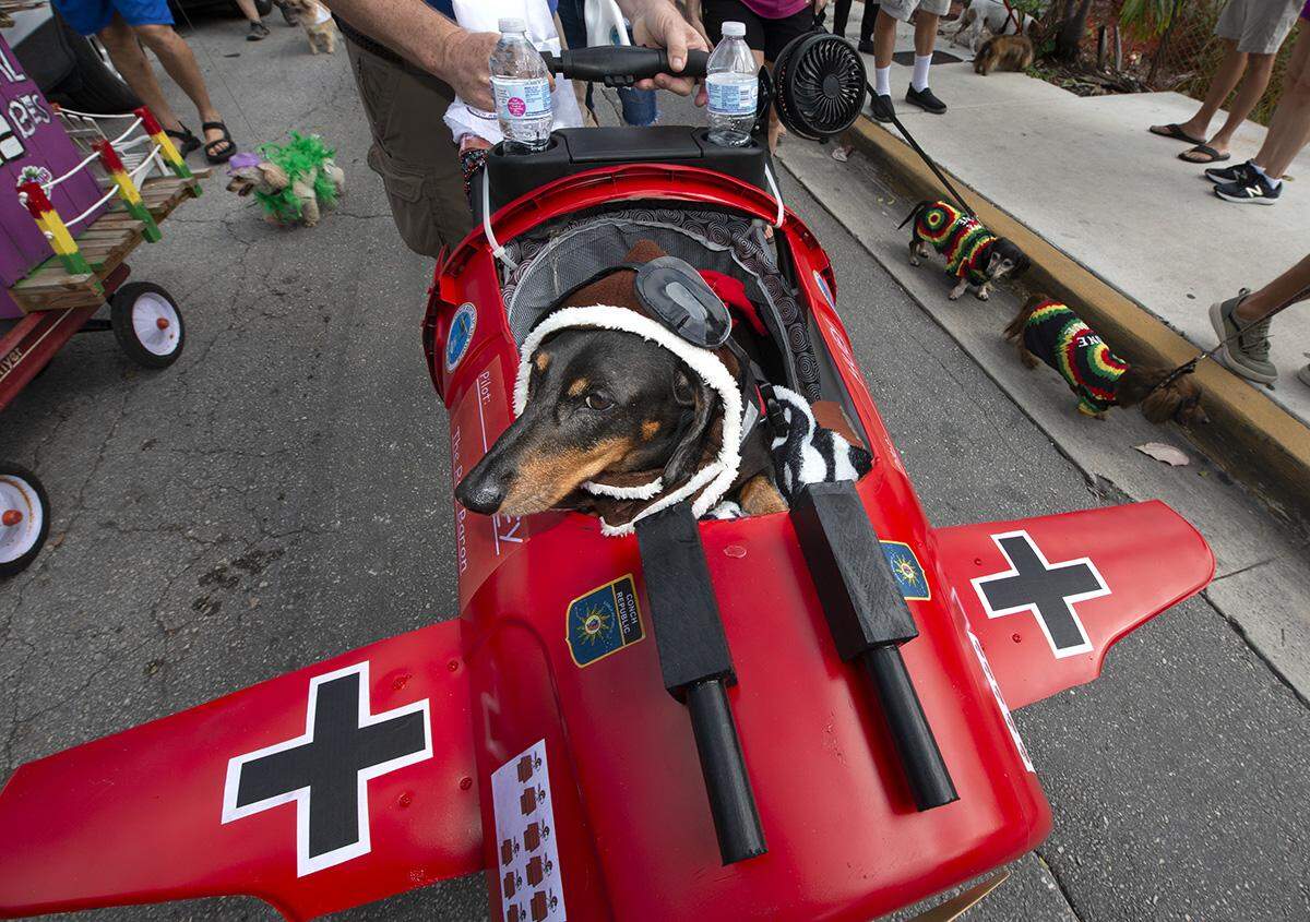 Huey the dachshund imitates the World War I German pilot, the Red Baron, during the Key West Dachshund Walk Tuesday, Dec. 31, 2019, in Key West. The annual New Year’s Eve tradition attracted nearly 300 dachshunds and their owners, organizers said.