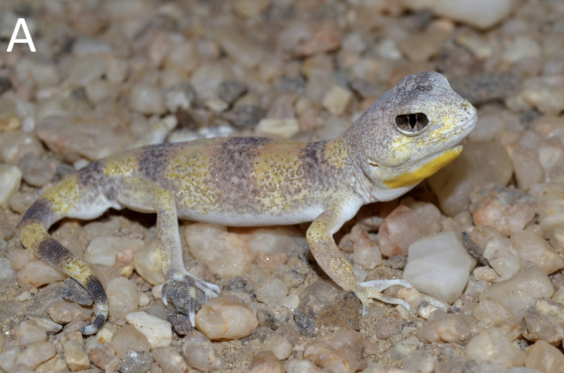 The Skeleton Coast barking gecko was named for its habitat and skeleton-like appearance with light coloration on the head and hands.