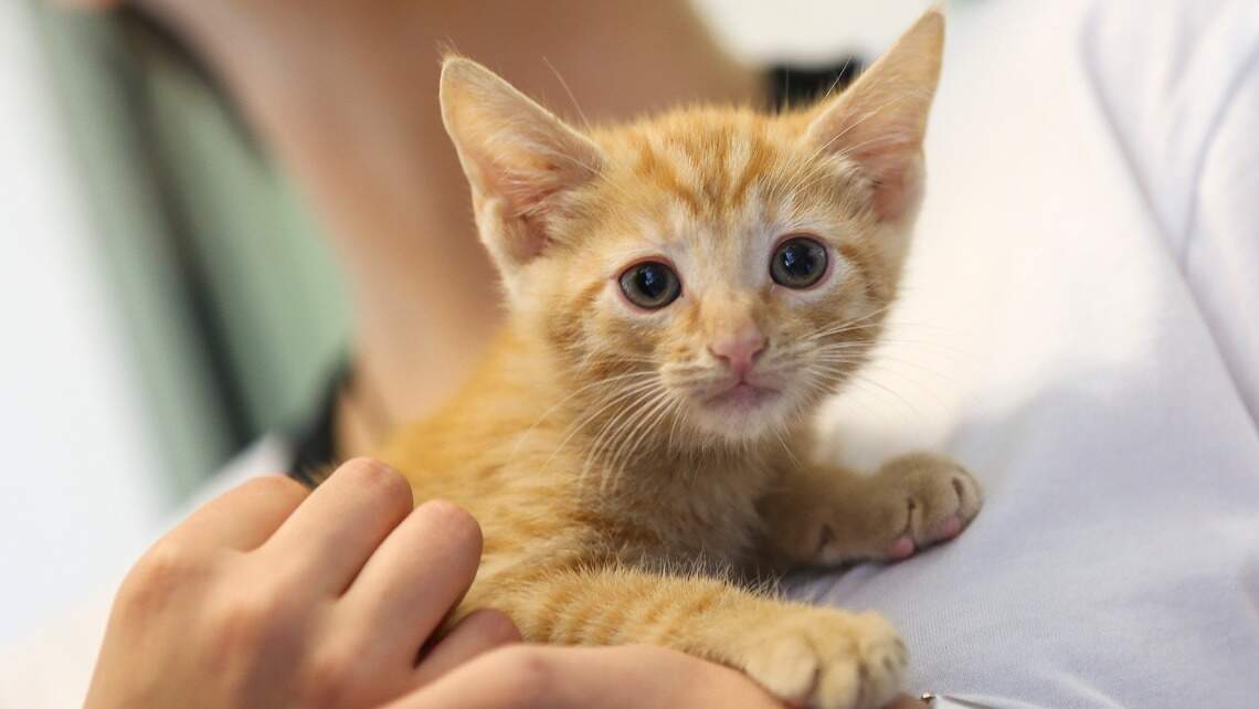 Get away. No need to be a prisoner to your special-needs pet.
