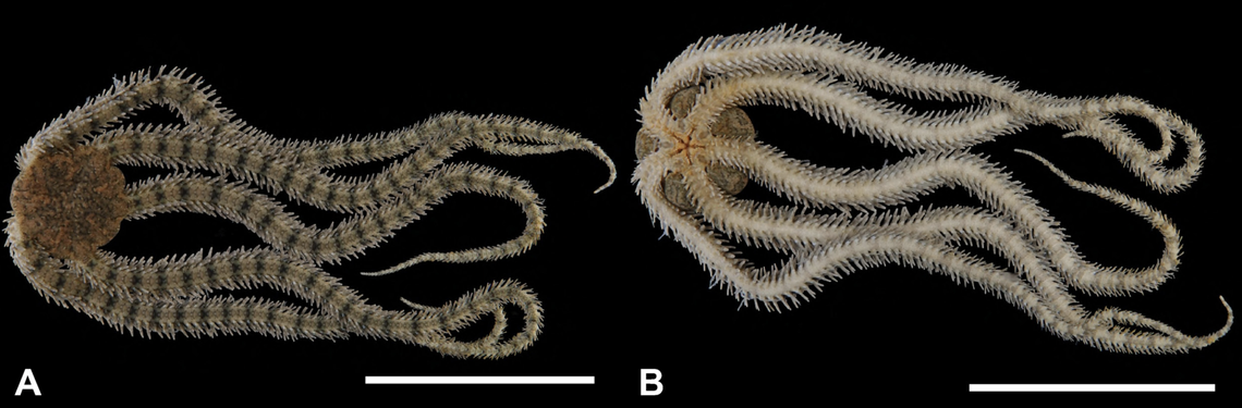 Breviturma securis is a new species of brittle star.