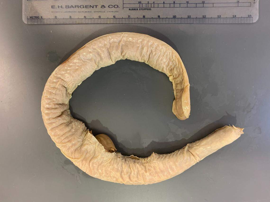 The new species of hagish is about a foot long and has more slime pores than other known species