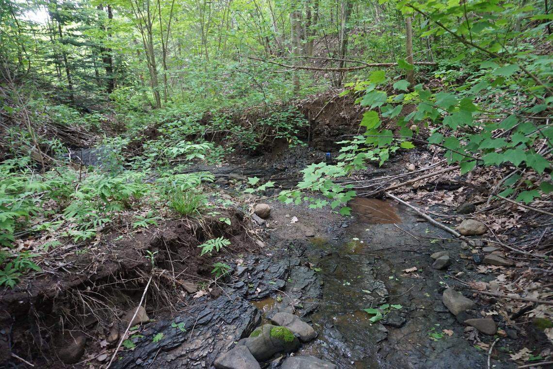 The fossil was found when researcher Sonja Wood had a hunch something was down an embankment in Nova Scotia.