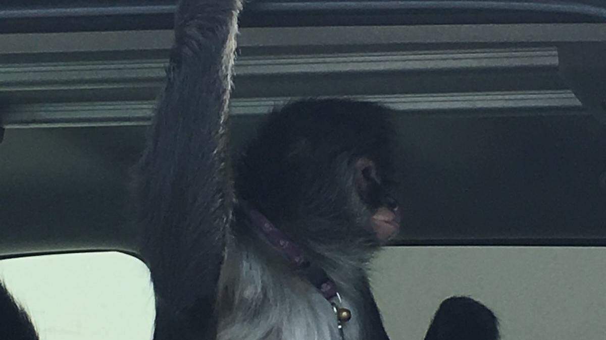 This pet spider monkey was found walking in the parking lot at a Home Depot in Okeechobee on June 4, 2018.  When a store employee tried to get it,  the monkey scratched her face and bit her on her back.