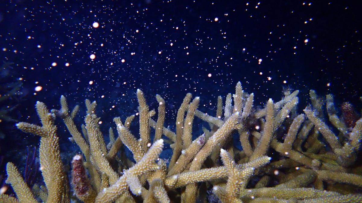 El coral cuerno de ciervo libera gametos durante un evento de desove la semana pasada en Cayo Largo. LIV WILLIAMSON
