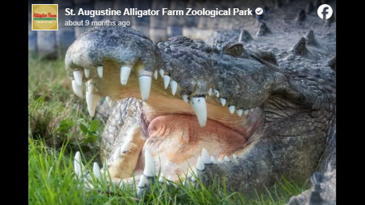 The St. Augustine Alligator Farm Zoological Park in Florida is home to hundreds of alligators, and none were injured by the lightning strike. 