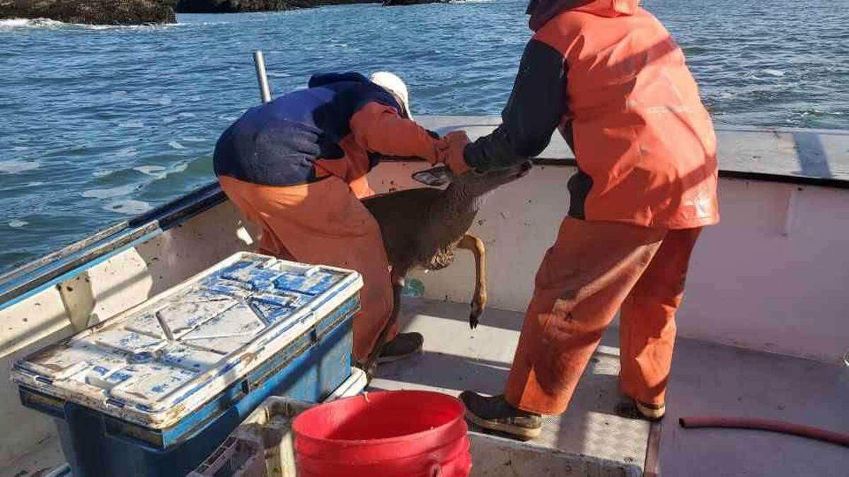 A lobster boat crew rescued a deer swimming 5 miles off the coast of Maine.