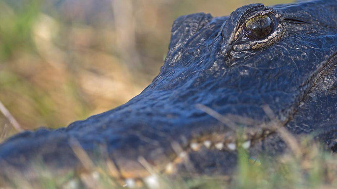 The alligator attack occurred at Alligator Alley Outfitters in Arcadia, Florida, which promotes guided alligator and wild hog hunting expeditions. This is not the alligator that was involved in the attack.