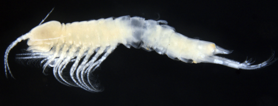 The nearly 6-millimeter-long crustaceans are considered giants of their kind.