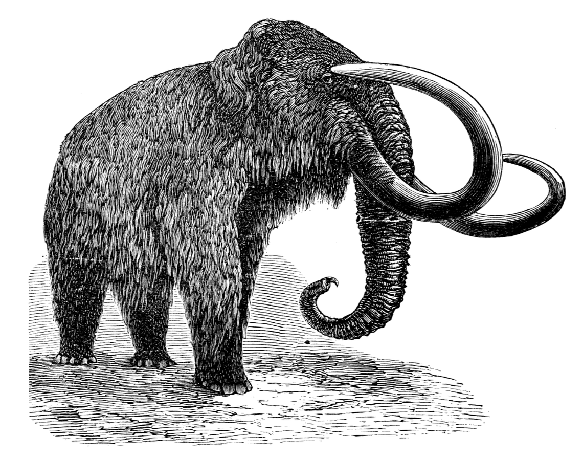 Woolly mammoths were well adapted to the freezing environment of the Ice Age but eventually went extinct following a changing climate and hunting.