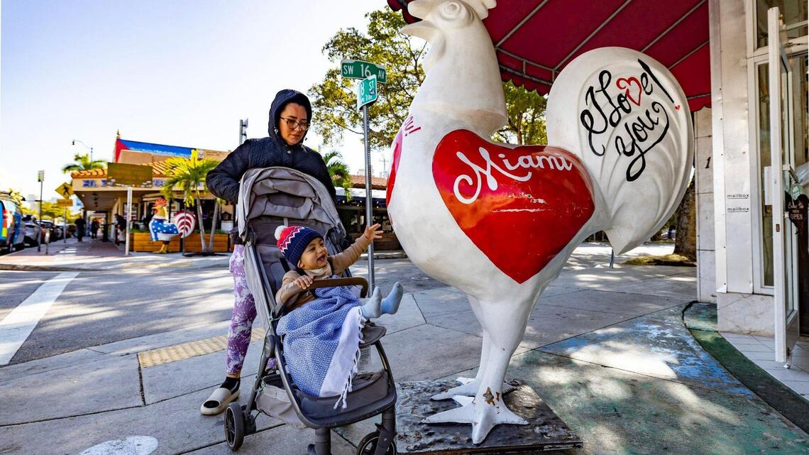 How are warm-blooded Miami residents coping with this cold weather? See for yourself