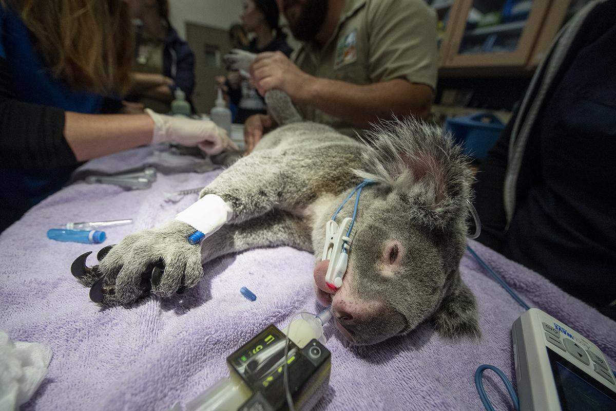Milo, Zoo Miami’s Queensland koala, goes under as he gets an exam by the zoo’s veterinarians in anticipation of the arrival of a new mate on Jan. 16, 2019.