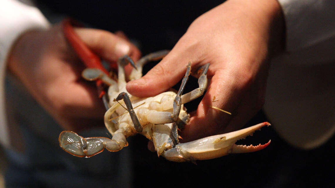 Person cleaned crabs and then fell ill within hours, NC health officials say