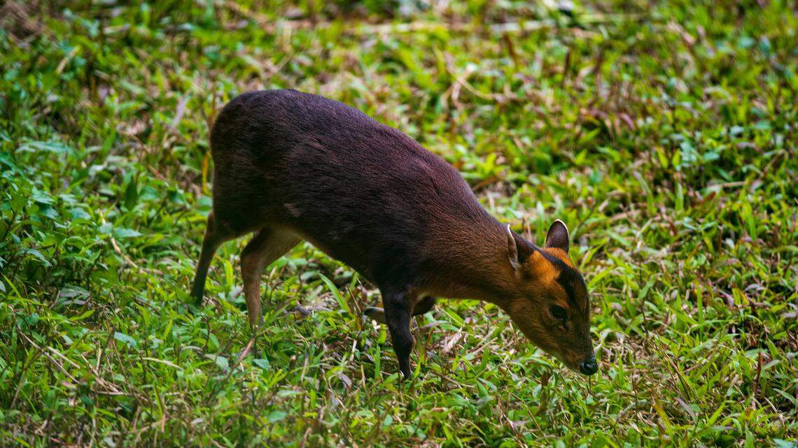 baby pudu deer grazing on grass