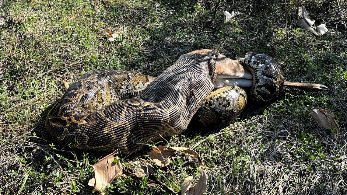 The 15-foot python ambushed with a bite to the neck, then swallowed it in just under an hour, Ian Bartoszek reports.