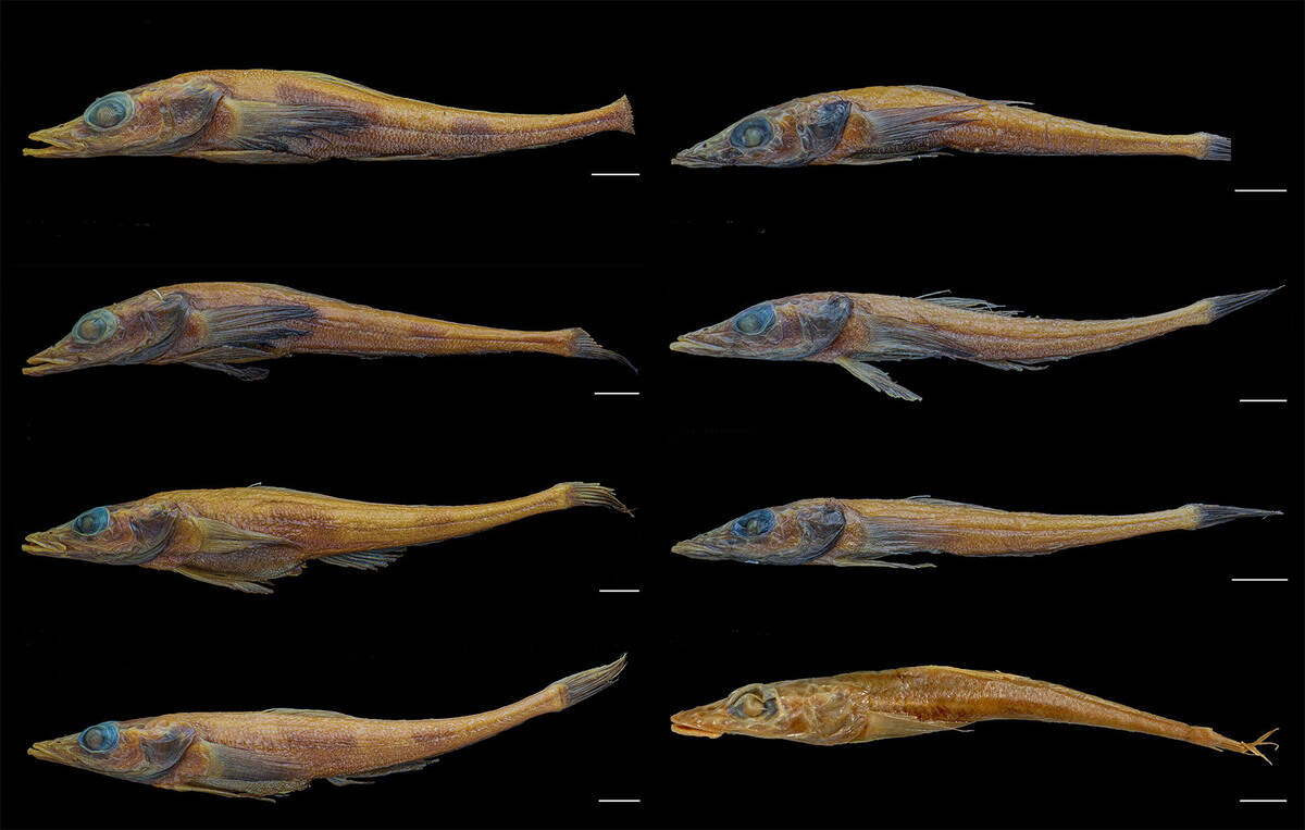 new fish species banded dragonfish