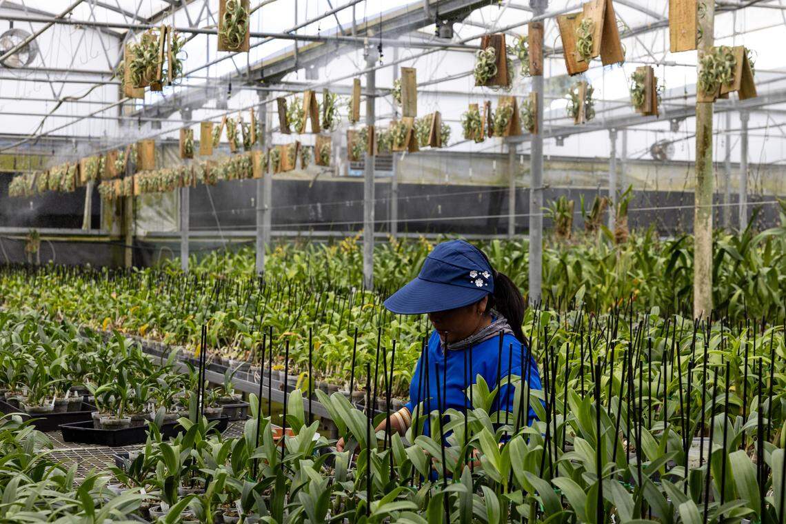 Orchids and bromeliads fill a greenhouse while a worker tends to the plants in Homestead, Florida on Thursday, February 15, 2024.