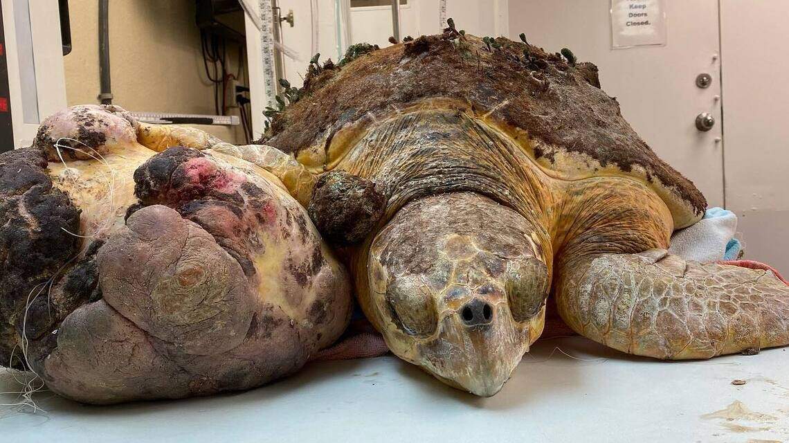 Florida Keys animal rescuers save sea turtle with huge tumor ...