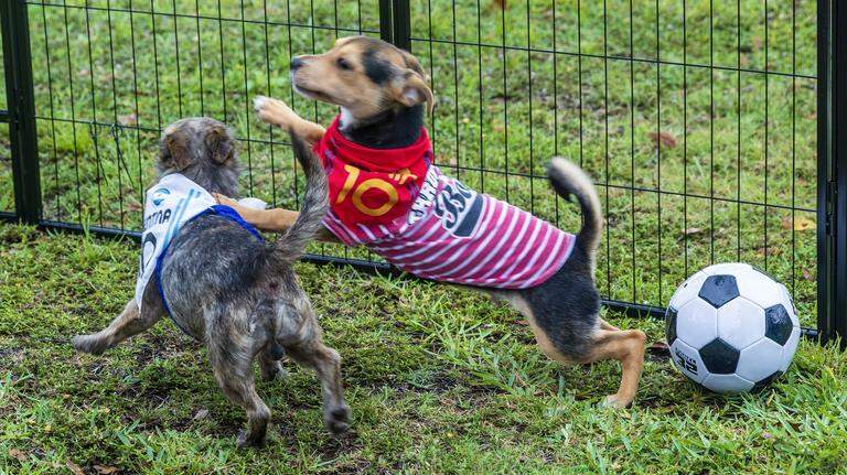No fouls, just furry paws at this World Cup event in Miami. See the photos