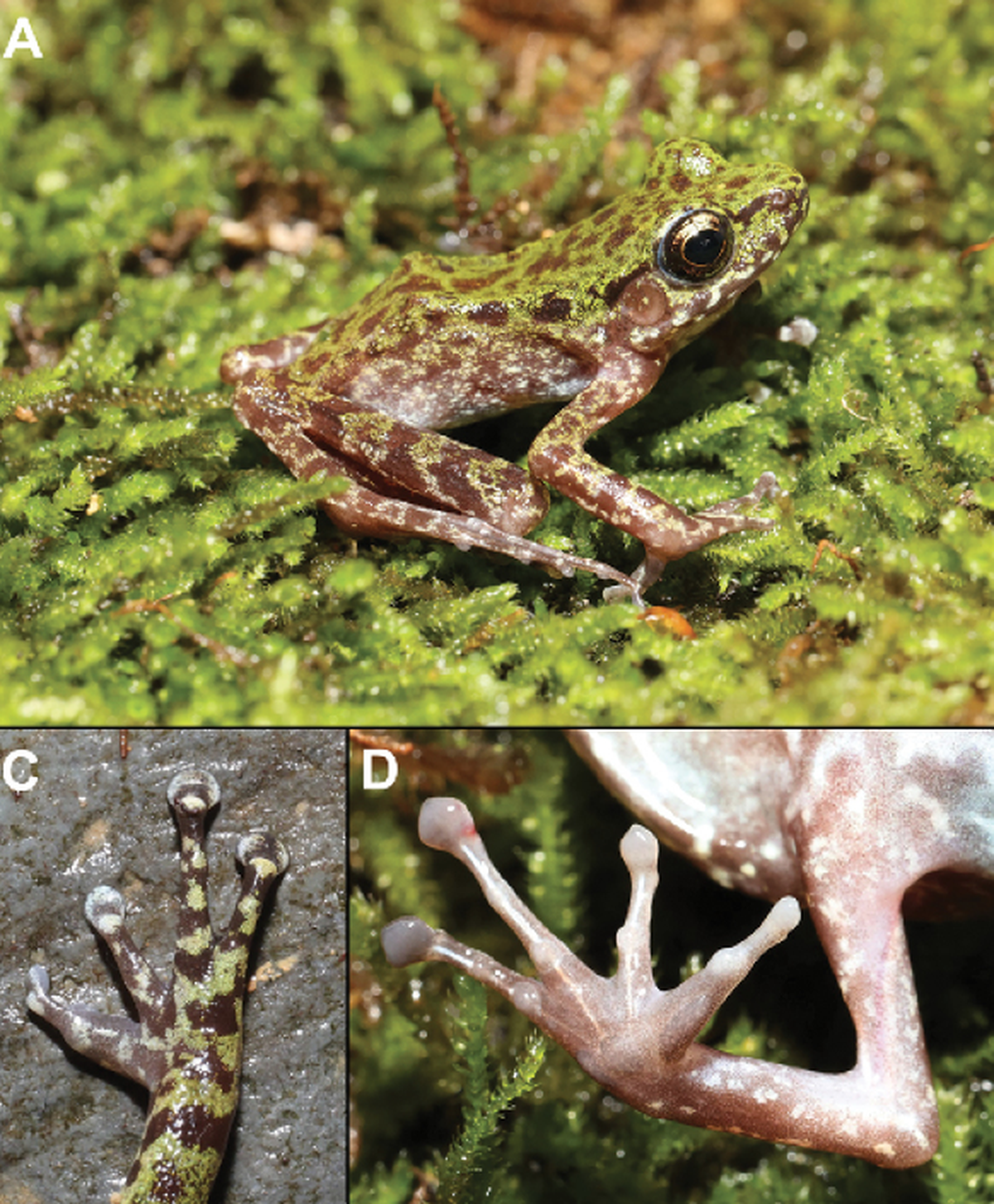The frogs blend in with the moss.
