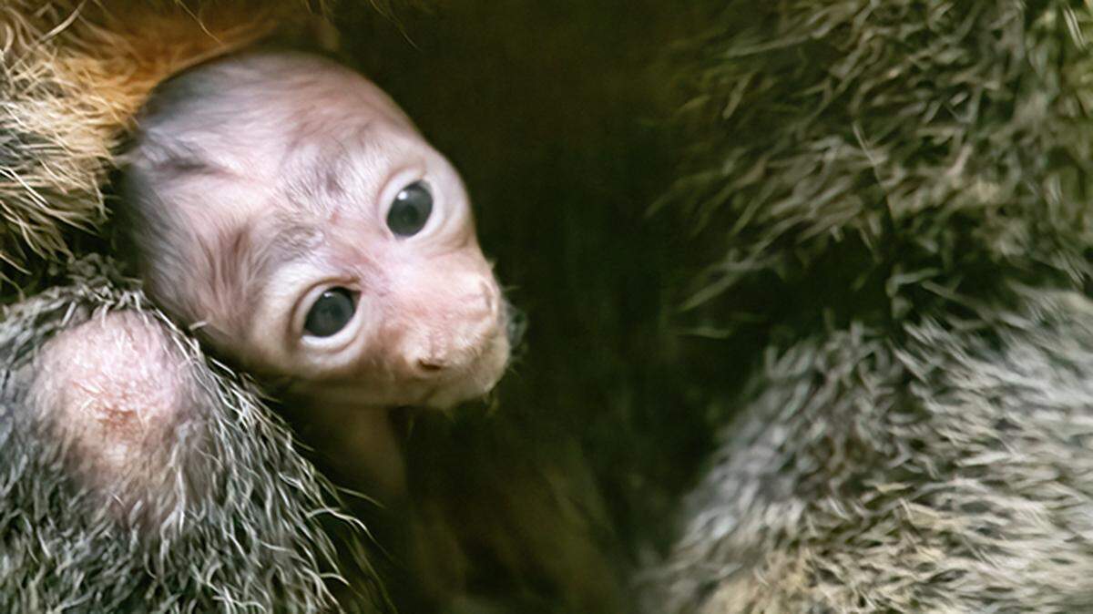 A white-faced saki monley was born at Zoo Miami on Sept. 27, 2023.
