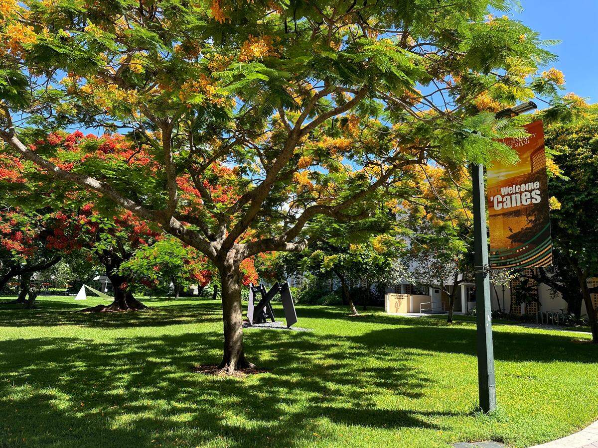 The University of Miami’s late first lady, Roberta “Bosey” Foote, led the push to landscape the University of Miami’s campus after her arrival on campus in 1981. An example is seen here on July 24, 2024.