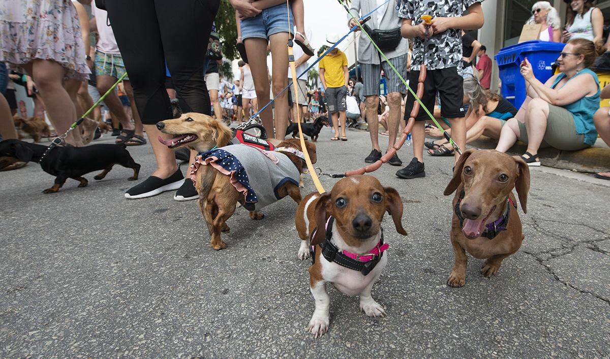 Short-legged, long-bodied canines stroll down Fleming Street in Key West on Tuesday, Dec. 31, 2019, during the annual New Year’s Eve Key West Dachshund Walk.