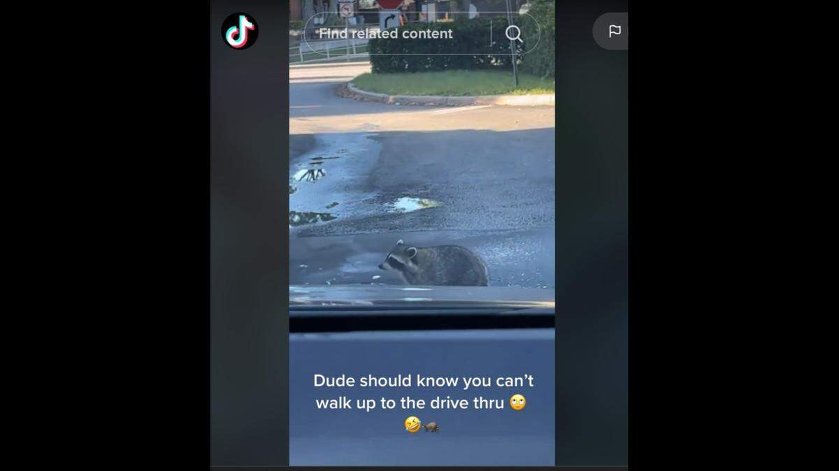 A viral TikTok video from user @samguptuppy shows a raccoon cutting the line at a Dunkin Donuts in Orange City, Florida