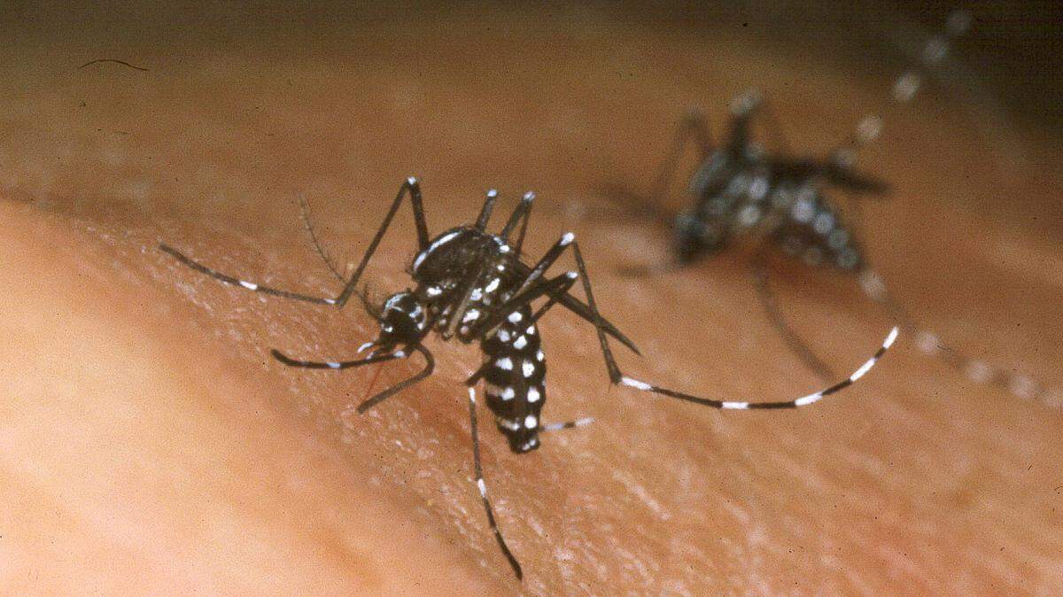 Despite unknowns, the release of genetically altered mosquitoes could help reduce the spread of disease.