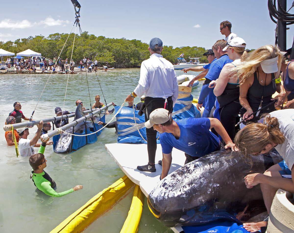 In this photo released by the Florida Keys News Bureau, marine mammal rescuers from the Marine Mammal Conservancy and other organizations load two pilot whales on a boat Saturday, May 7, 2011, at Cudjoe Key, Fla. The mammals are to be released late Saturday afternoon off the lower Florida Keys. They were part of a group of about 20 marine mammals that stranded off Cudjoe Key Thursday, May 5. (AP Photo/Florida Keys News Bureau, Julie Botteri)