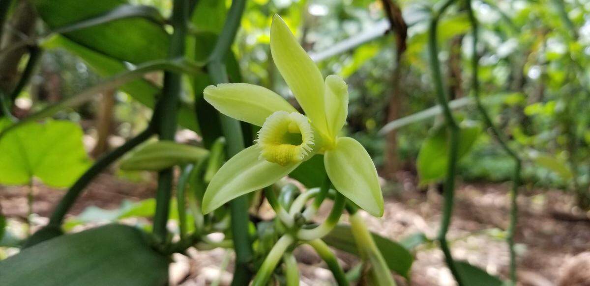Vanilla is the only edible fruit of the orchid family.
