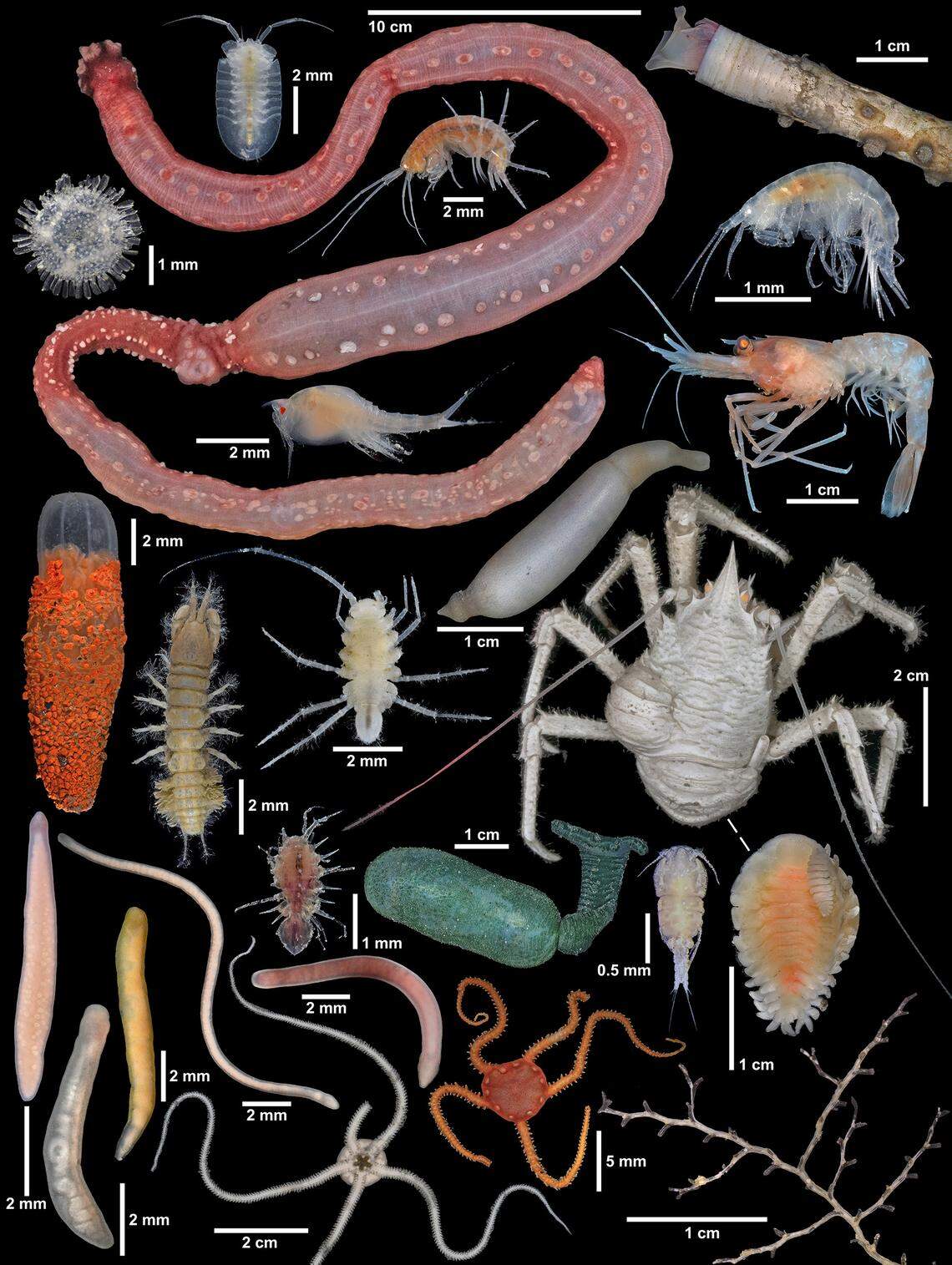 new species japan deep sea nankai trough