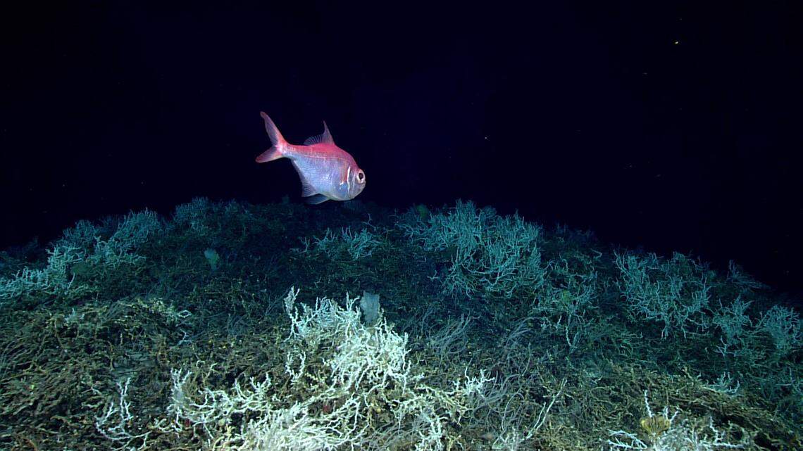 Alfonsino fish swim over a field of Lophelia pertusa in the massive reef discovered off the eastern U.S. Coast.