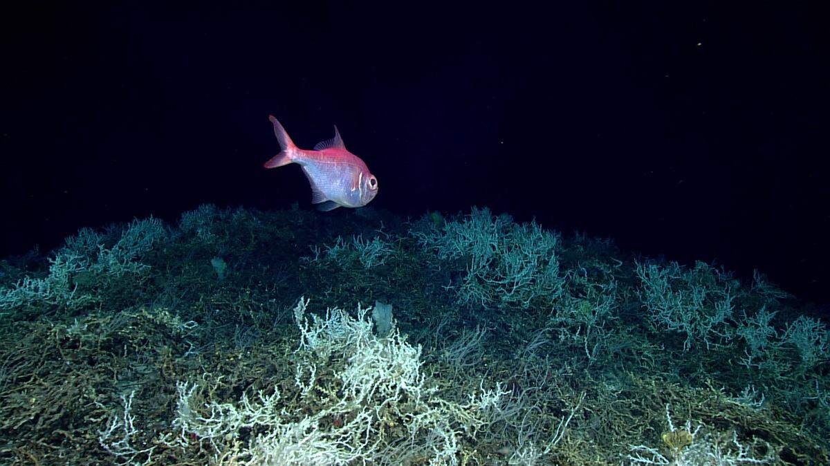 Alfonsino fish swim over a field of Lophelia pertusa in the massive reef discovered off the eastern U.S. Coast.