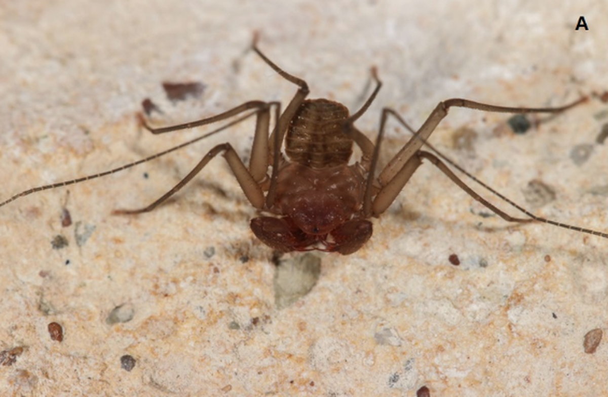 The tailless whip scorpion was found on a garden wall in Pissouri, on the island of Cyprus in the Mediterranean Sea.