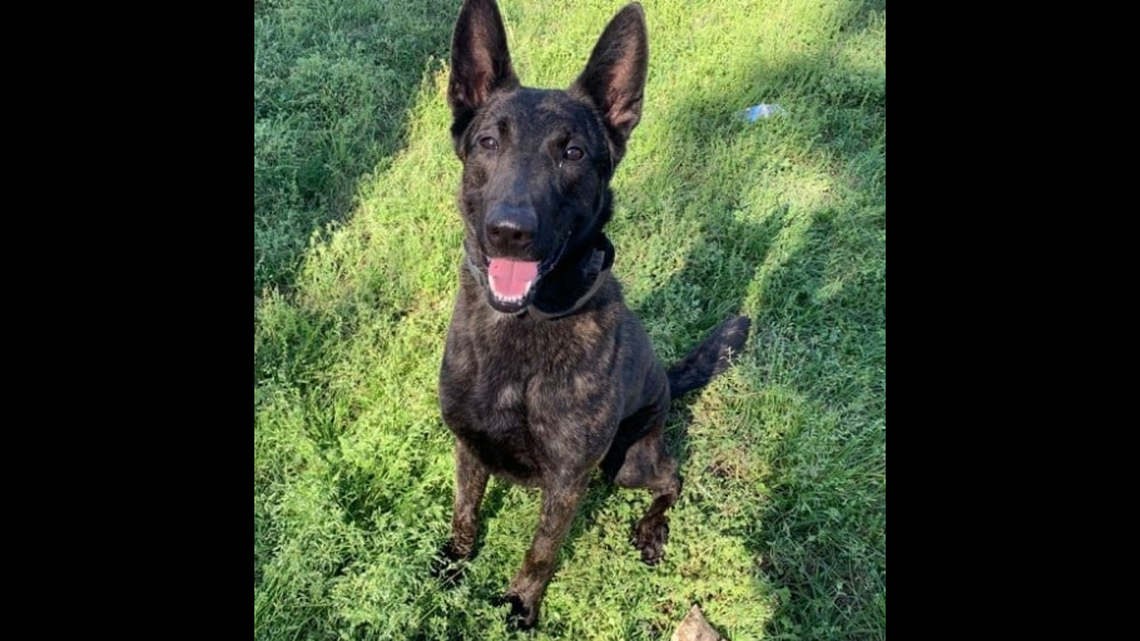Deputy K-9 Kona began working for the Liberty County Sheriff’s Office in March 2021, officials say. She retired in December 2023.