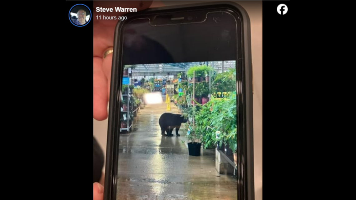 This bear was seen inside the garden center at a Lowe’s store in Wildwood, Florida, officials say. It left before being captured.