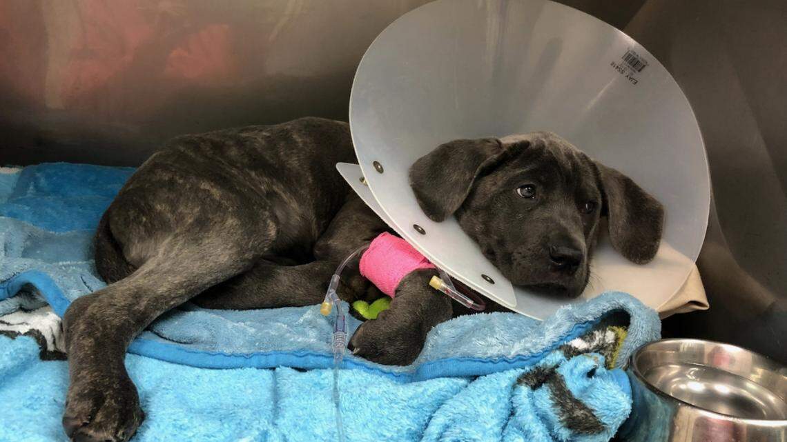 A pet store in Long Island, New York, is accused of selling sick puppies, some that died, and refusing to give refunds, according to a lawsuit.