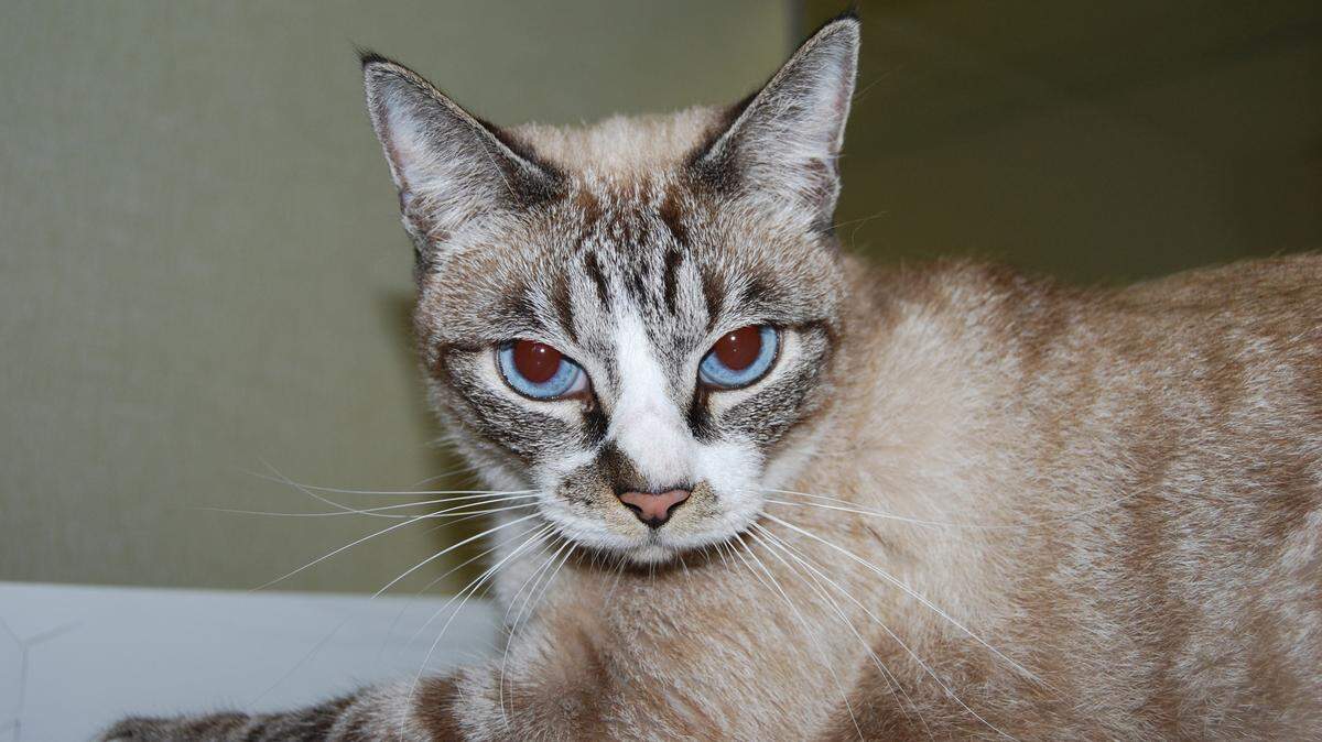 For cats, there’s a debate as to whether blues and grays are the norm, or whether it’s the same yellow-based spectrum dogs see, just with less saturation and richness of color.