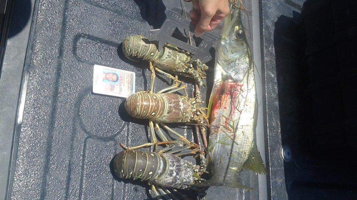 A Monroe County Sheriff's Office deputy displays a snook and three undersized lobsters the deputy said were illegally caught by two Miami men Sunday, April 29, near Long Key Bridge.