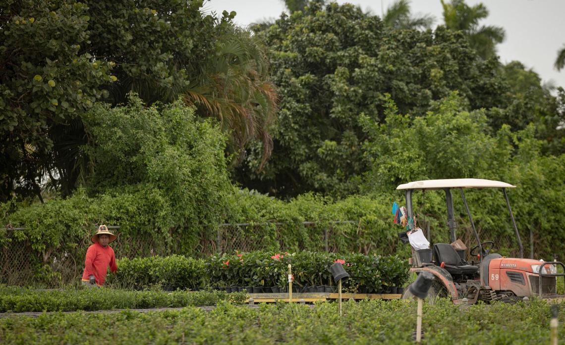 A farm labor worker tends to crops at Nature’s Way Nursery on Monday, Aug. 21, 2023, in Homestead, Fla. SB 1718 is a new law imposing a series of immigration related restrictions that could affect the migrant workers that certain farms and nurseries employ.