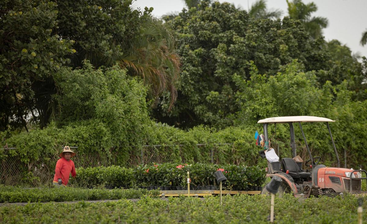 Un trabajador agrícola cuida los cultivos en Nature’s Way Nursery el lunes 21 de agosto de 2023, en Homestead, Florida. La SB 1718 es una nueva ley que impone una serie de restricciones relacionadas con la inmigración que podrían afectar a los trabajadores migrantes que emplean ciertas granjas y viveros. .