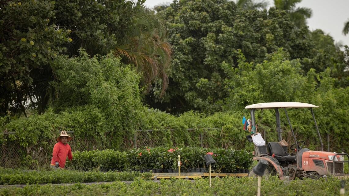 ¿Cuánto pagan en impuestos los inmigrantes indocumentados de Florida? Aquí los números
