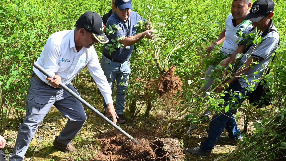 Colombia’s coca substitution transformed lives, but now farmers fear return of violence