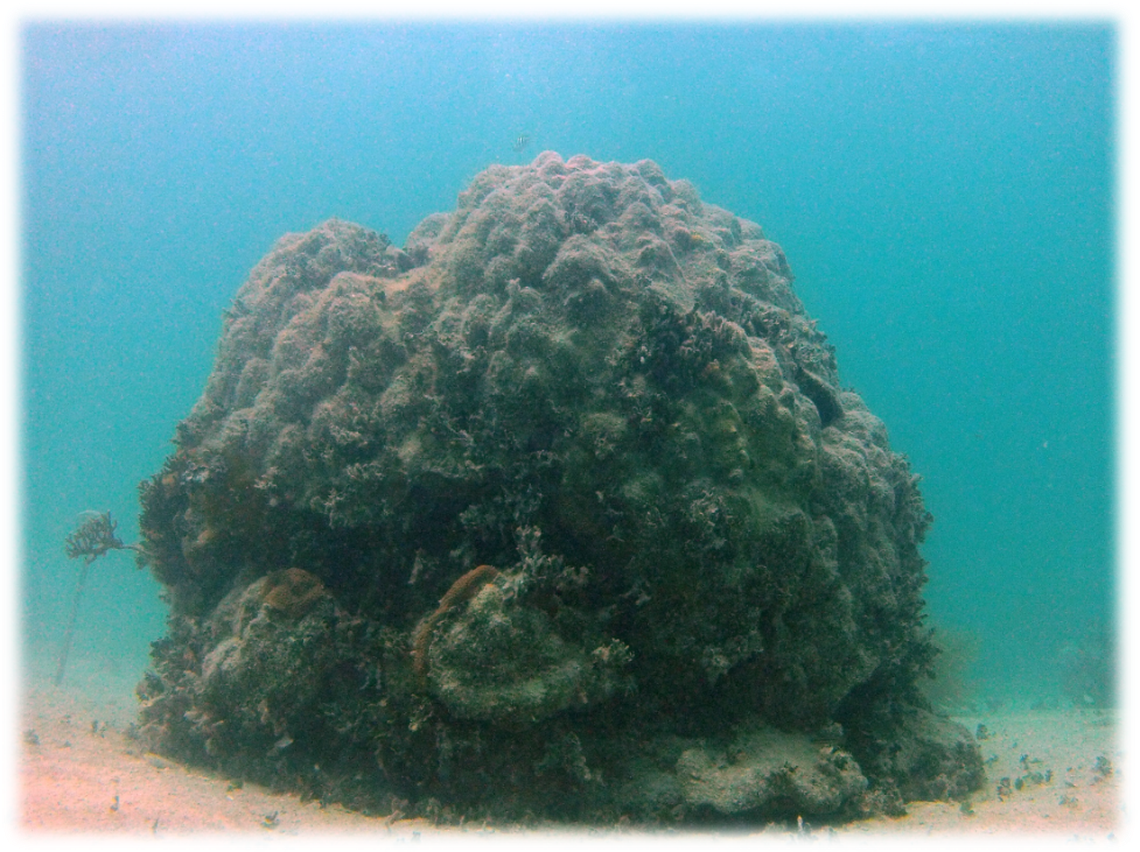 Pollution and a warming ocean can cause algae overgrowth on reefs, which can smother the corals living on them. This Florida Keys patch reef is covered with the green algae Halimeda. 