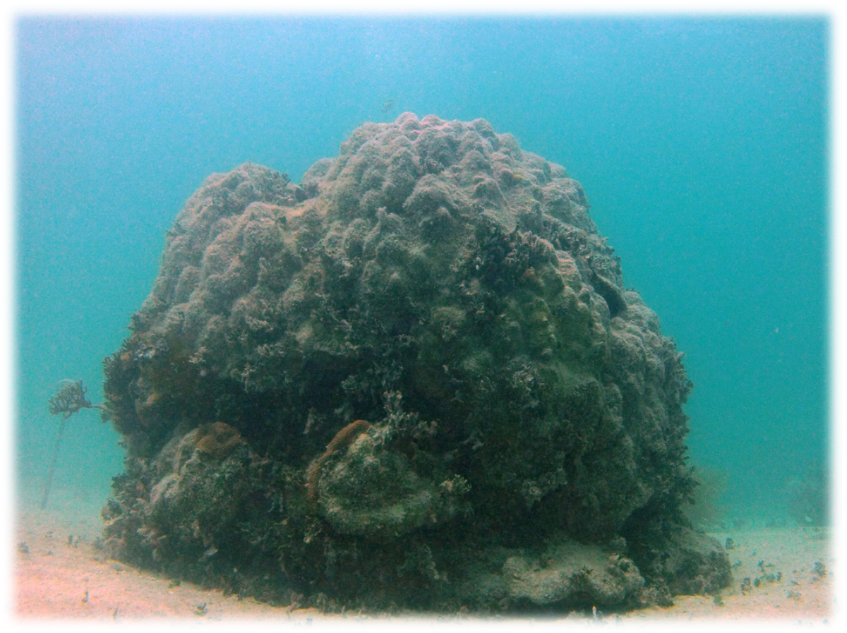 Pollution and a warming ocean can cause algae overgrowth on reefs, which can smother the corals living on them. This Florida Keys patch reef is covered with the green algae Halimeda. 
