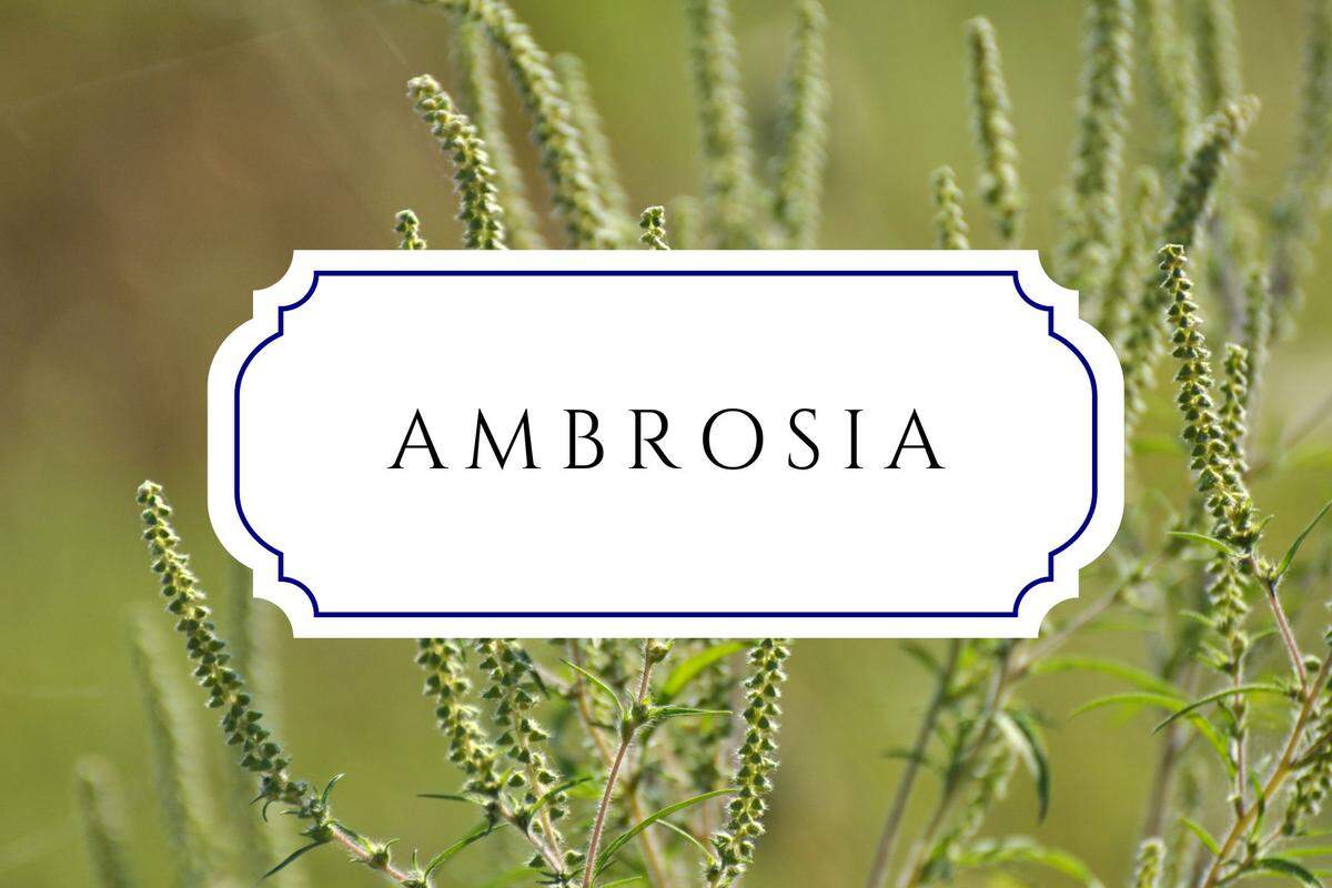 names that mean flower ambrosia