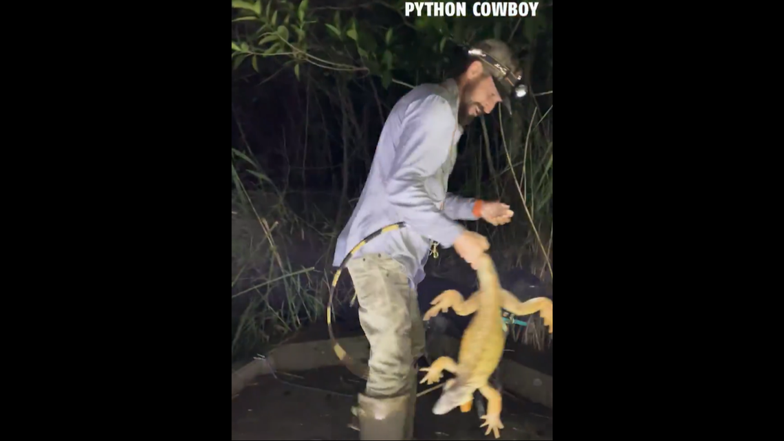 This 4-foot invasive iguana was captured after it jumped into a boat load of Florida hunters, video shows.