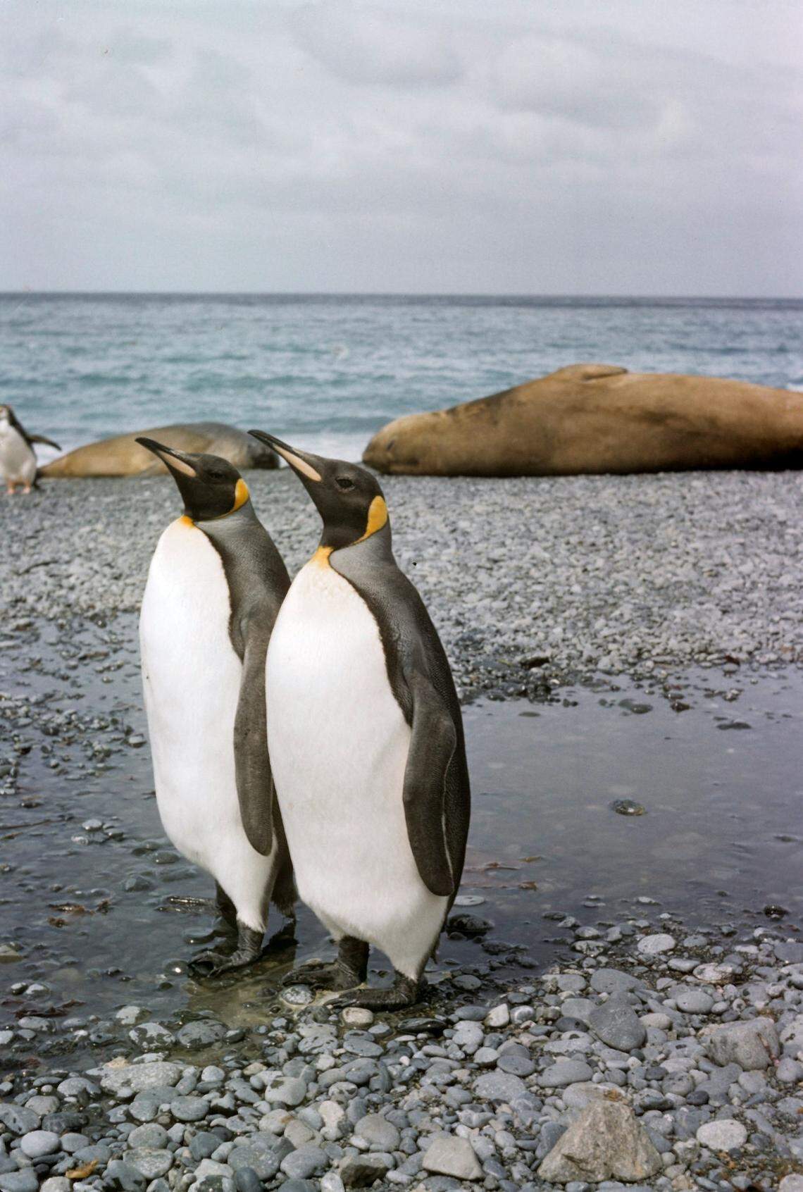 King penguins are slightly smaller than their emperor cousins and live on small islands around Antarctica.