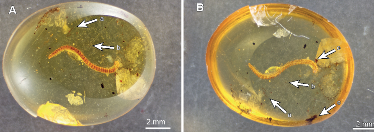 When the amber was polished to create a “window,” a millipede was seen inside.