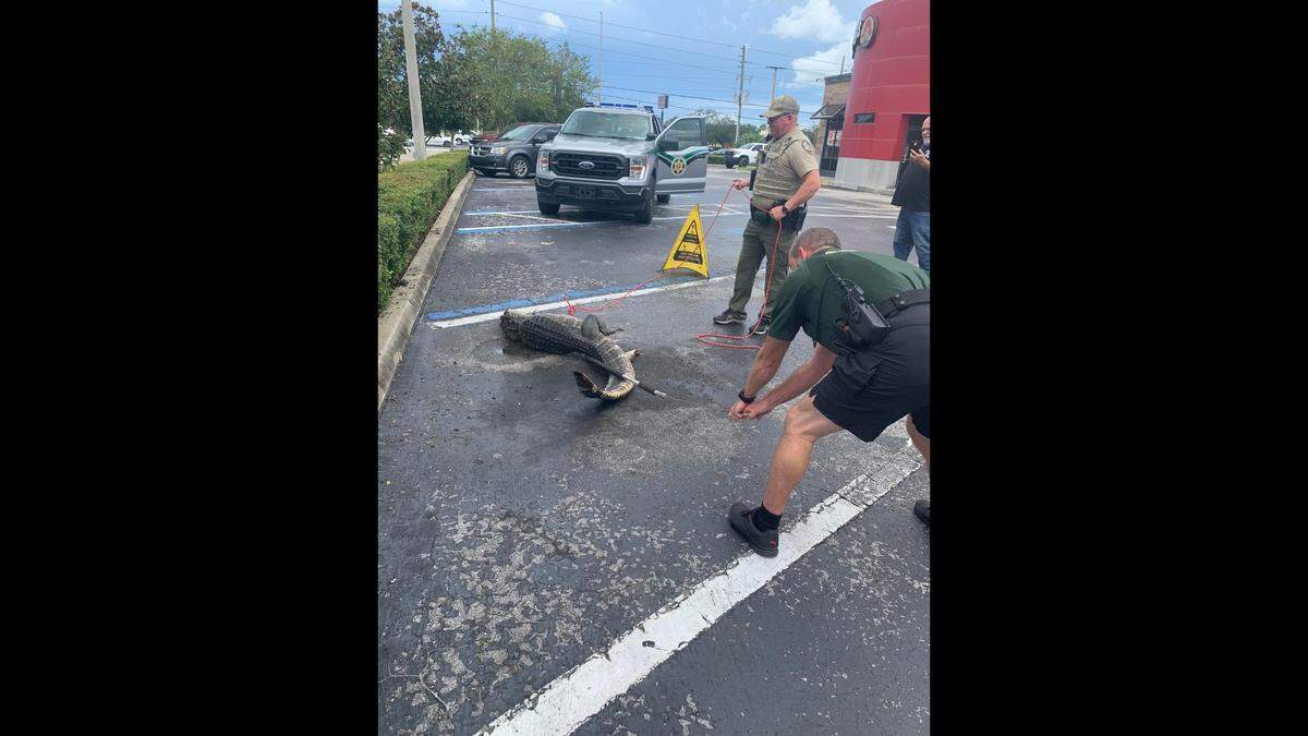 Deputies with Hernando County Sheriff’s Office and trappers sent by Florida Fish and Wildlife Conservation Commission captured a gator “loitering” in the parking lot of a Wendy’s on Commercial Way in Spring Hill, Florida, on Aug. 31, 2022.